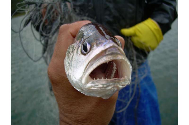 Amazon Fish Invasion Threatens Brazilian Reservoir Biodiversity