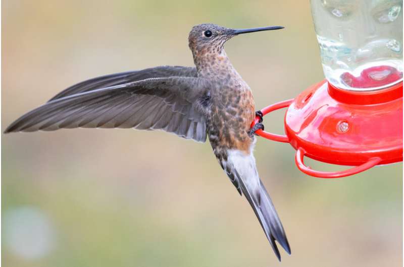 Giant Hummingbird: Two Species Discovered – Ornithology News