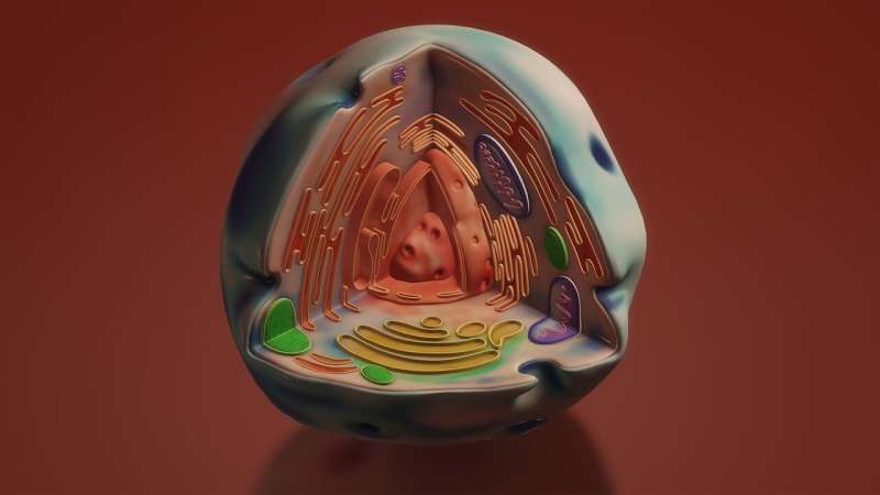 Protein Flexibility Impacts Nuclear Entry Speed: New Research