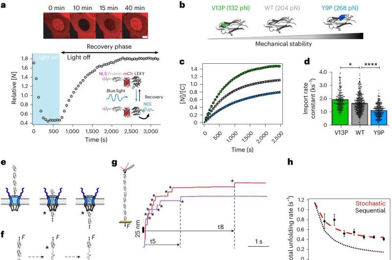 Protein Flexibility Impacts Nuclear Entry Speed: New Research