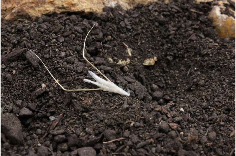 Biodegradable Biohybrid Robot for Reforestation: Flour & Oat-Based Seed Delivery