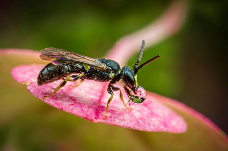 Annual Flowers & Pollinators: A 2-Year Study Reveals Viable Options