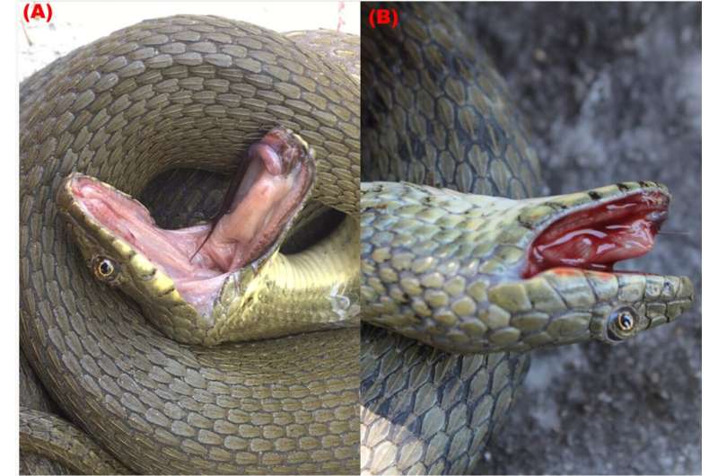 Dice Snakes  Deceptive Death Feigning: A New Study