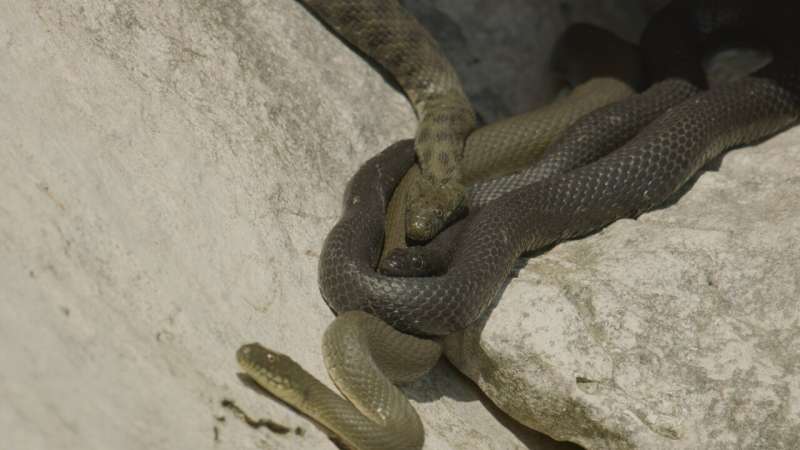 Dice Snakes  Deceptive Death Feigning: A New Study