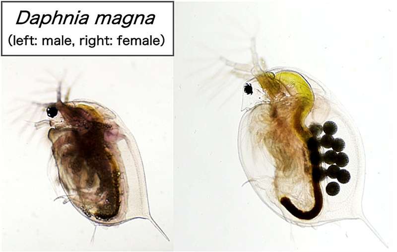 How Environmental Factors Determine Sex in Water Fleas