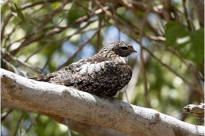 Island Birds: Unexpected Adaptability in the Face of Environmental Change