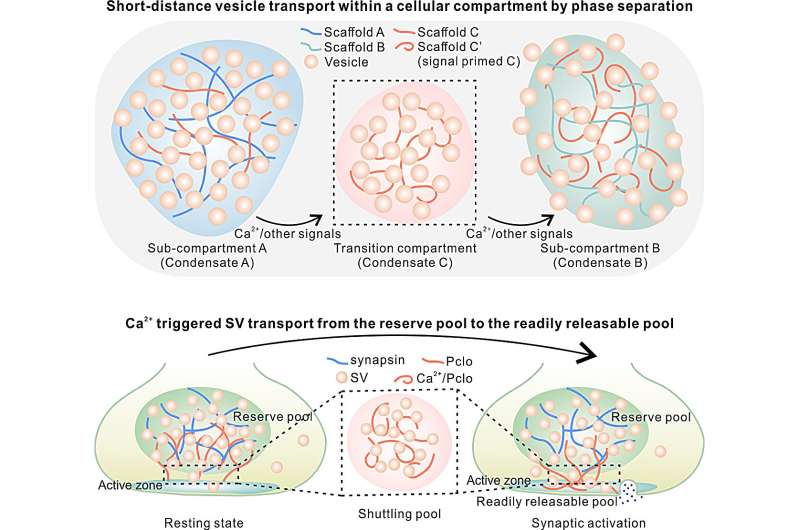 Novel Mechanism for Short-Distance Vesicle Transport Discovered