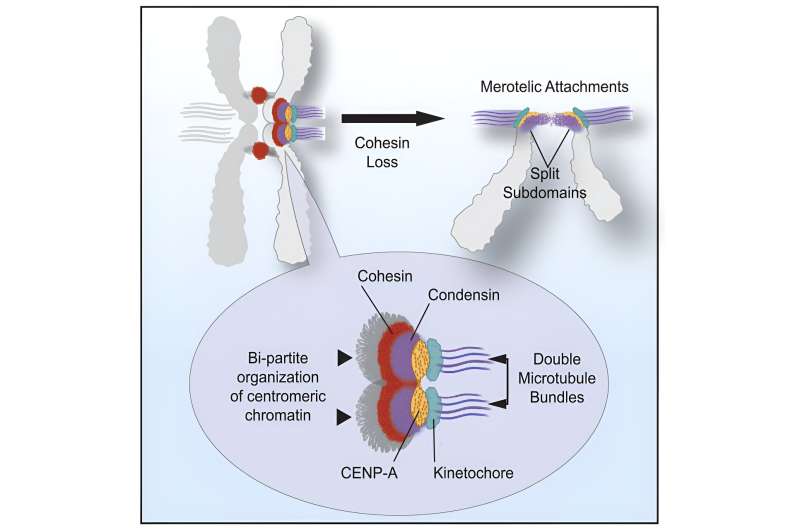 Centromere Research Uncovers Mechanisms of Chromosome Segregation Errors