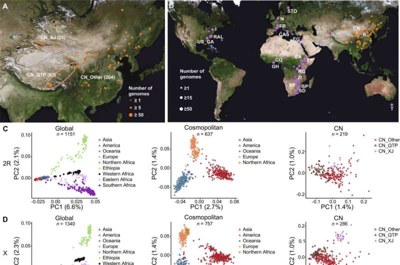 Chinese Fruit Fly Genomes Reveal Global Migration Patterns and Evolutionary History