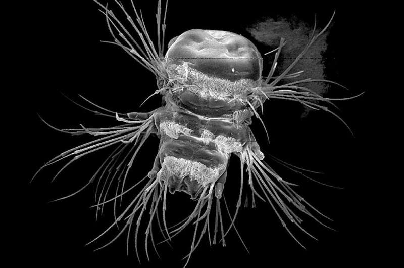 Bristle Worms: Nature s 3D Printers Build Bristles Piece by Piece