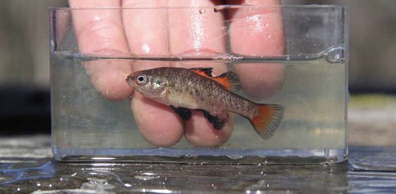 Southern Pygmy Perch Reintroduction in Bendigo: A Conservation Success Story