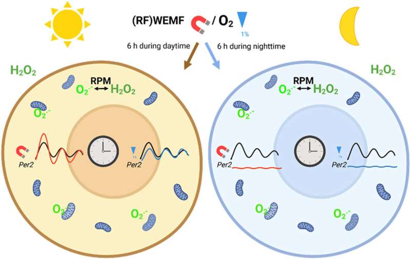 Quantum Biology & Medical Therapies: Unlocking Cellular Clocks