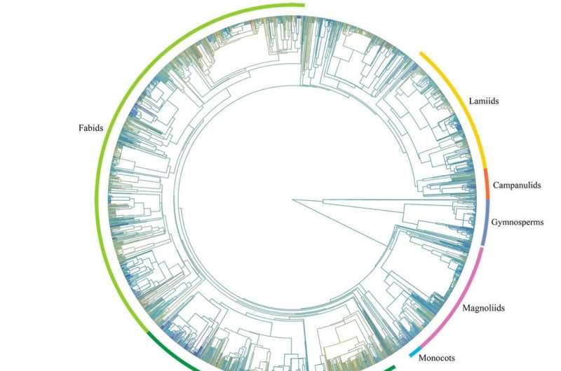 Phylogenetic Analysis Reveals How Evolution Influences Wood Density