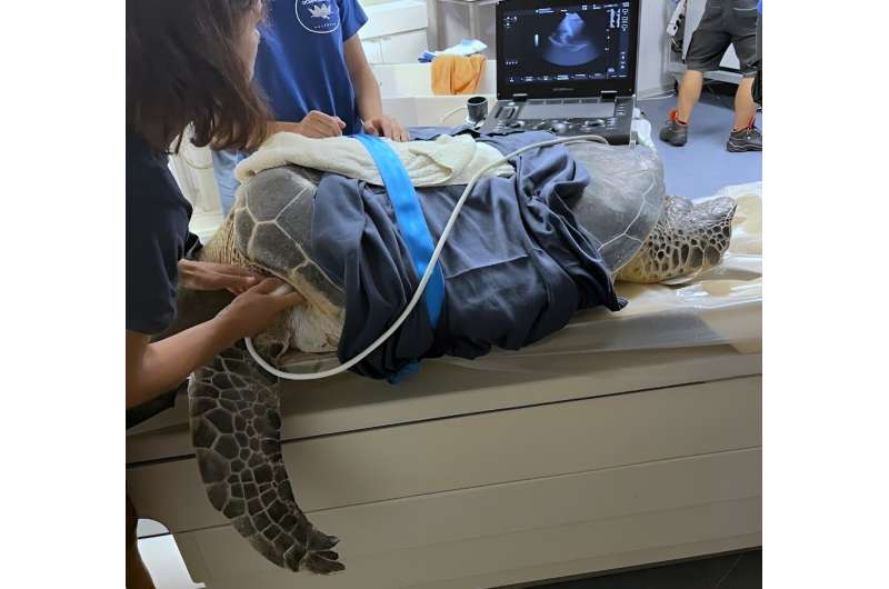 Sea Turtle Health Assessments: A Collaborative Effort Between Veterinarians and Fishers