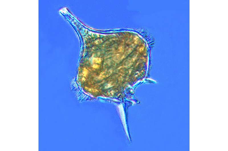 Microzooplankton: The Unsung Heroes of the Ocean Ecosystem