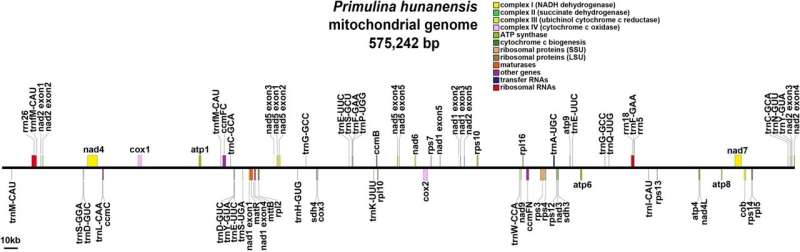 Mitochondrial Genome Analysis of Endangered Primulina hunanensis: A New Understanding