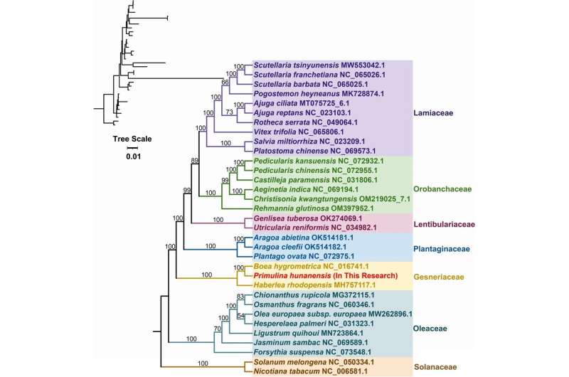 Mitochondrial Genome Analysis of Endangered Primulina hunanensis: A New Understanding