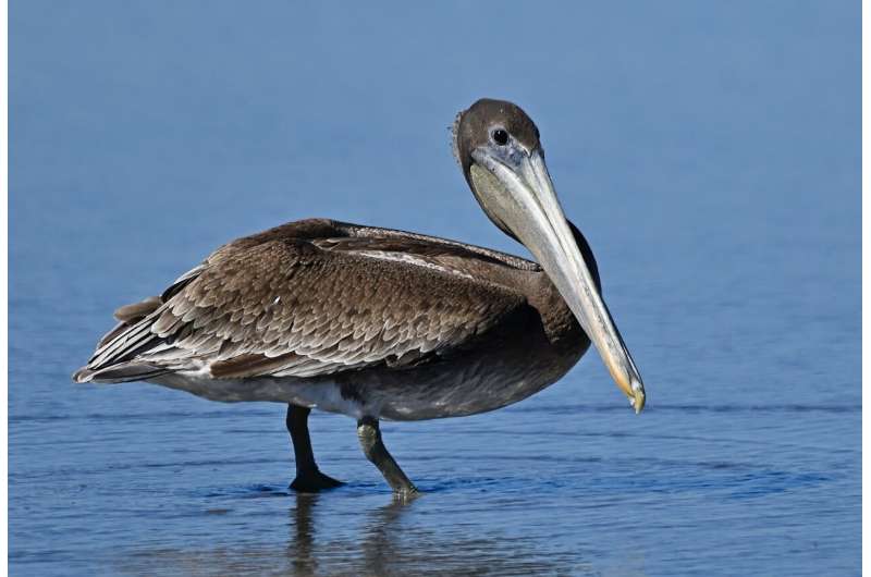 California Brown Pelican Malnutrition: Investigation Underway