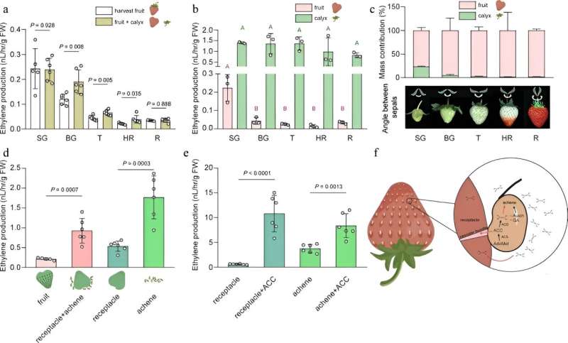 Ethylene s Role in Strawberry Ripening: A New Perspective
