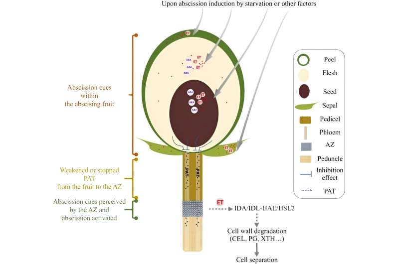 Understanding Fruit Drop in Woody Crops: A Molecular Model