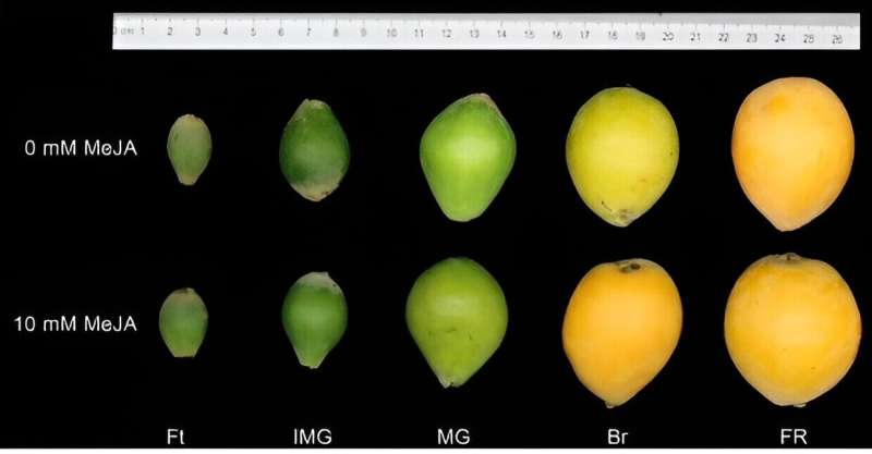 Methyl Jasmonate Improves Loquat Fruit Quality: Sugar Metabolism & Gene Expression