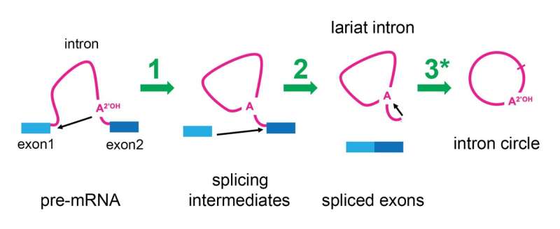 DNA & Cellular Recycling: New Research Reveals Introns  Role
