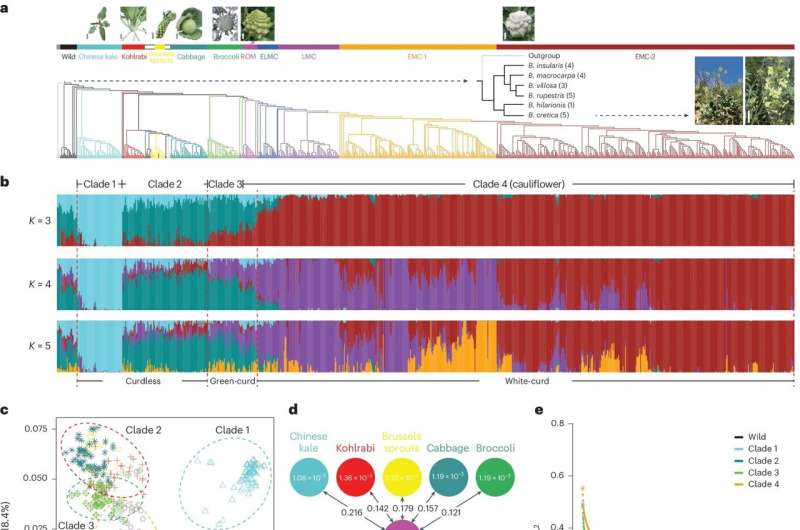 Genetic History of Cauliflower: A New Genomic Study