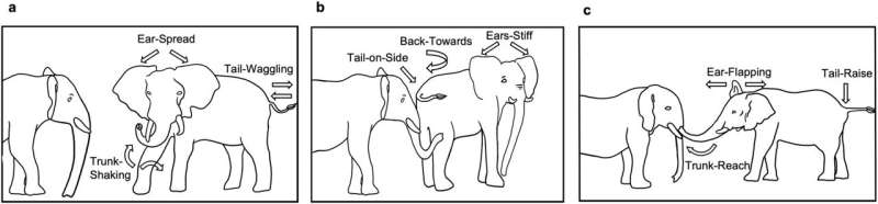Elephant Communication: Gestures and Vocalizations in Greetings - Research Highlights