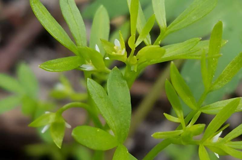 Rare Vermont Plant Rediscovered After 108 Years – A Botanical Surprise