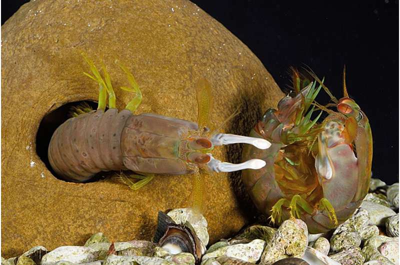 Mantis Shrimp Defense: How They Survive High-Speed Attacks