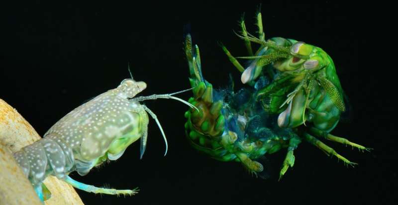 Mantis Shrimp Defense: How They Survive High-Speed Attacks
