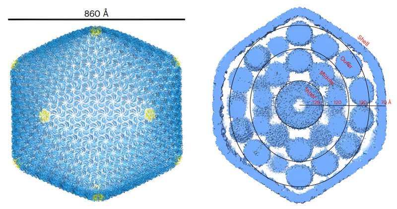 Carboxysomes: New Insights into Photosynthesis Enhancement by HKUST Researchers
