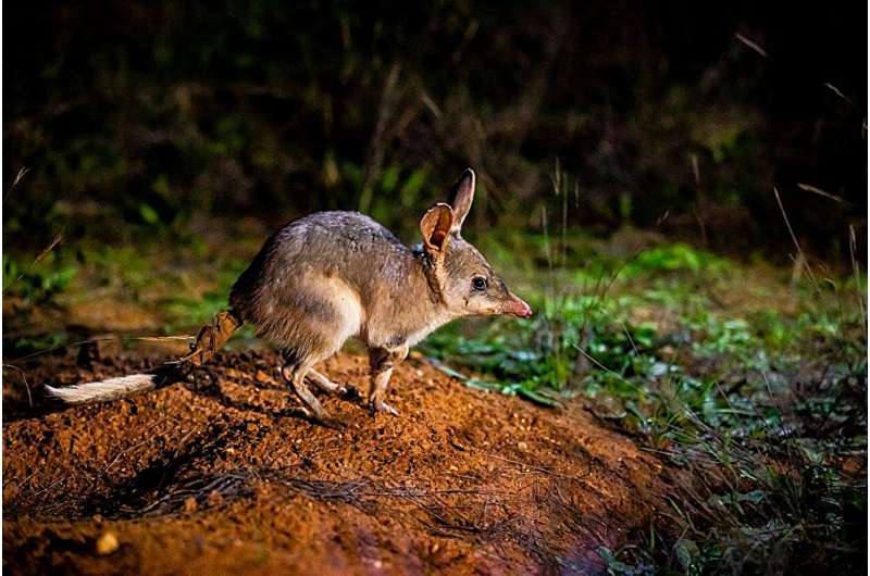 Bilby Habitat Suitability: Research Reveals Potential for Range Expansion