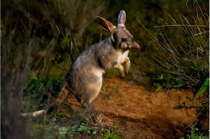 Bilby Habitat Suitability: Research Reveals Potential for Range Expansion