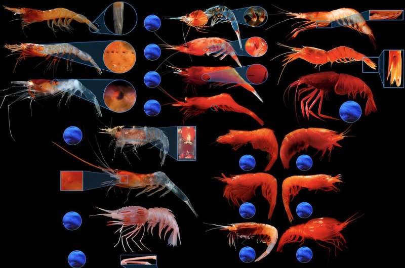 Deep-Sea Shrimp Bioluminescence: New Research Reveals Widespread Light Production