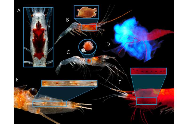 Deep-Sea Shrimp Bioluminescence: New Research Reveals Widespread Light Production