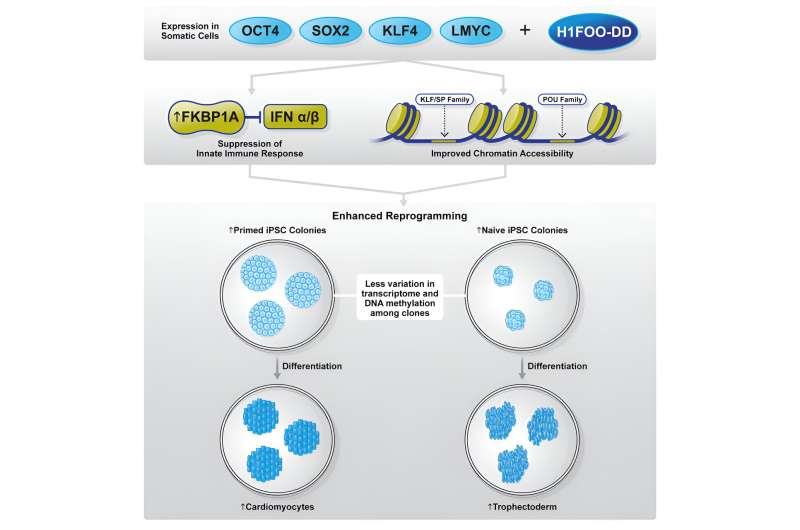 H1FOO Histone Enhances iPS Cell Generation: A Key Discovery