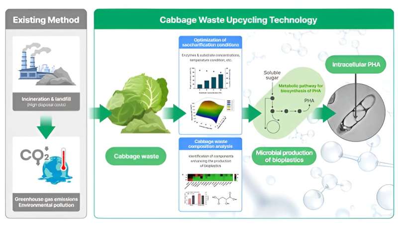 Bioplastics from Food Waste: Innovation in Sustainable Materials