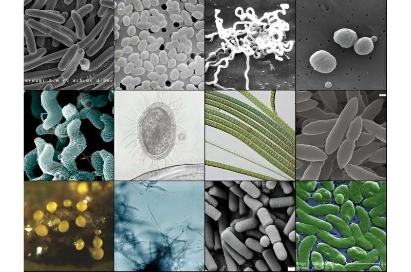 Evolutionary Advantages of Small Organisms: Size & Resilience