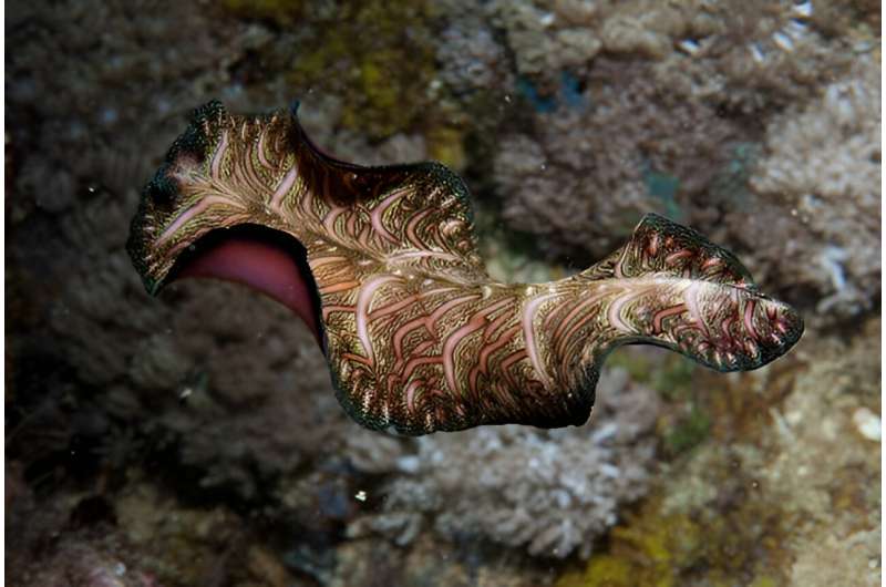 Evolutionary Advantages of Small Organisms: Size & Resilience