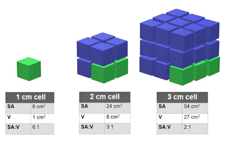 Evolutionary Advantages of Small Organisms: Size & Resilience