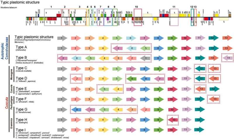 Plastid Genome Evolution in Cuscuta: Insights from Convolvulaceae
