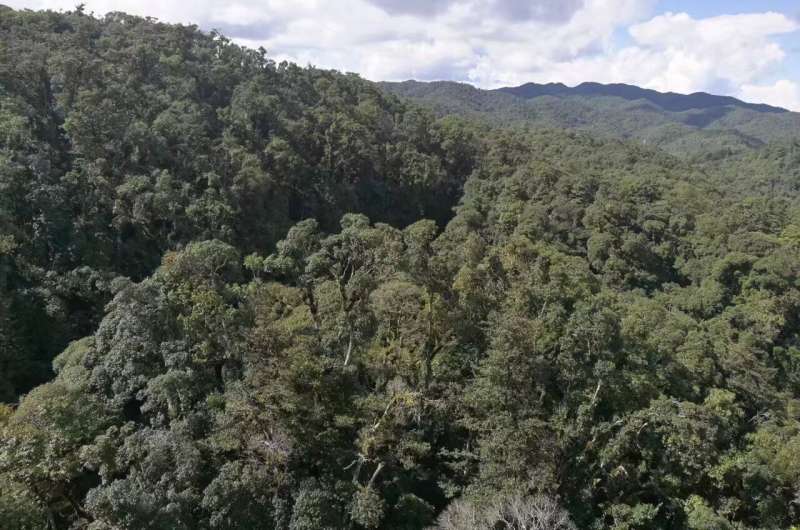 CO2 s Impact on Subtropical Trees: A Research Overview