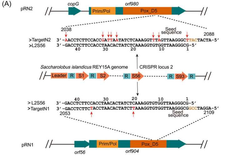CRISPR-Based Host-Plasmid Conflict Resolution in Model Archaeon