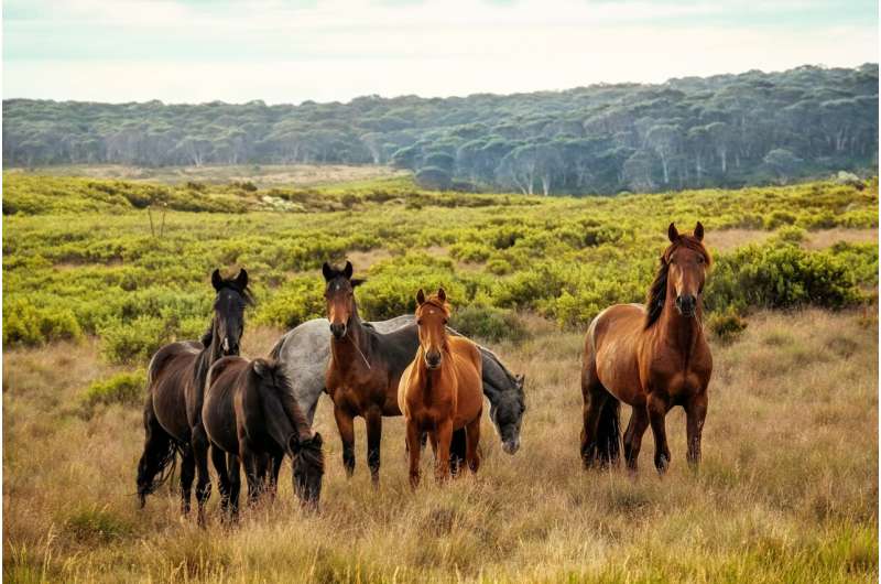 Feral Horses Threaten Australian Peatlands and Carbon Storage