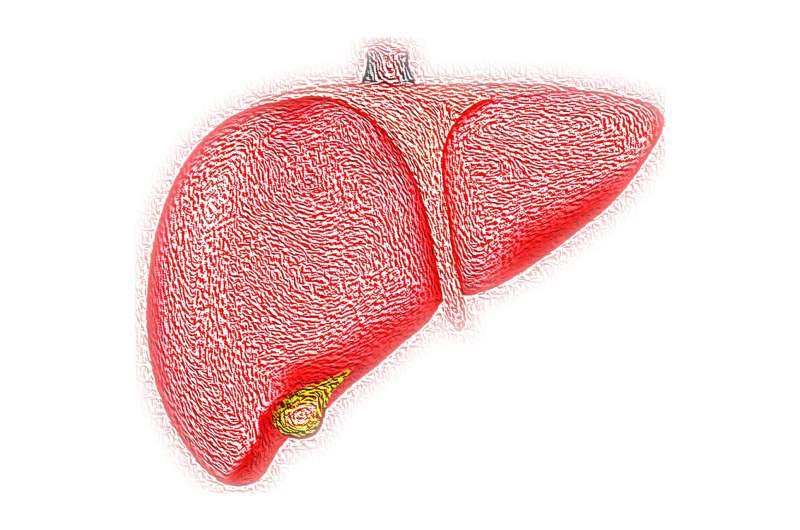 Liver Regeneration Research: Promising New Study