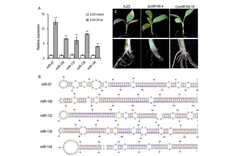 Identification of Key MicroRNAs in Fusarium Wilt Infection