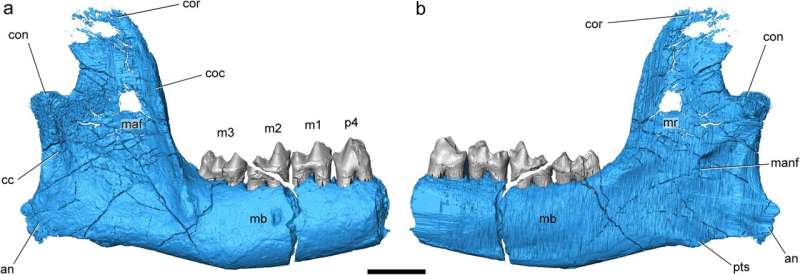Ancient Ancestor of Modern Hoofed Animals Discovered: New 3D Model Reveals Key Insights