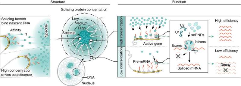 3D Genome Organization Orchestrates Efficient mRNA Splicing: A New Study