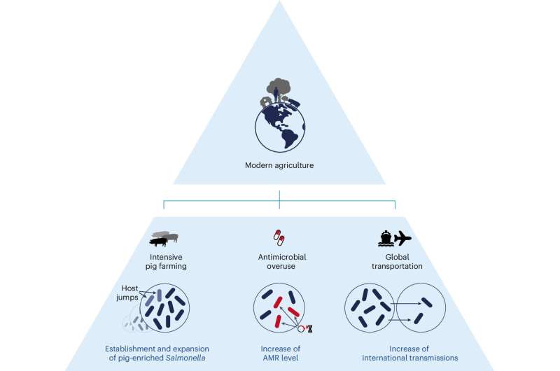 20th Century Pig Farming Linked to Global Spread of Antibiotic-Resistant Salmonella